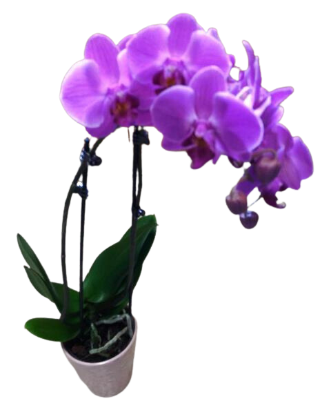 Orchid Plant For Delivery Near me