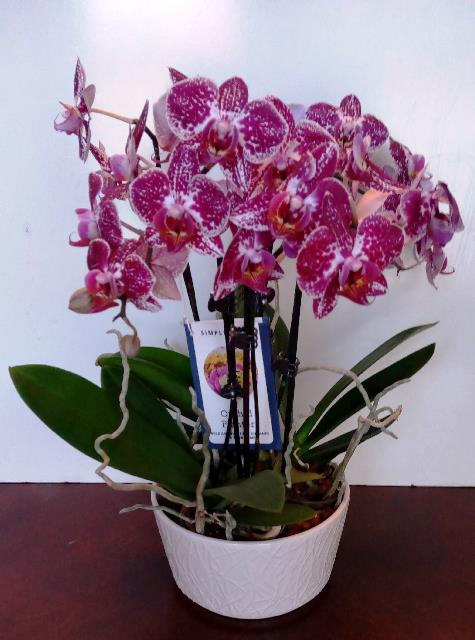 An orchid plant for delivery in Boston, Massachusetts. Boston North End, Beacon Hill Boston, Boston hospitals, Boston hotels, and residential delivery.