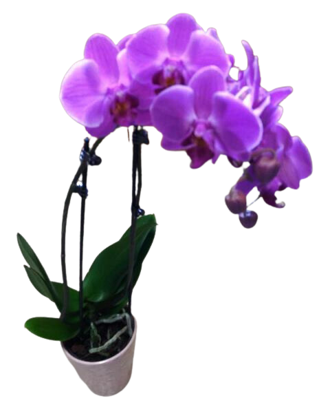 Orchid plant in a white ceramic flower contains for delivery in Boston, Massachusetts. This is an ideal idea for a birthday or anniversary gift.