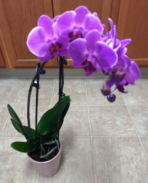 Orchid plant at KJ Paula Gift Basket in Boston for same-day delivery in the North End and downtown Boston Seaport, Waterfront.